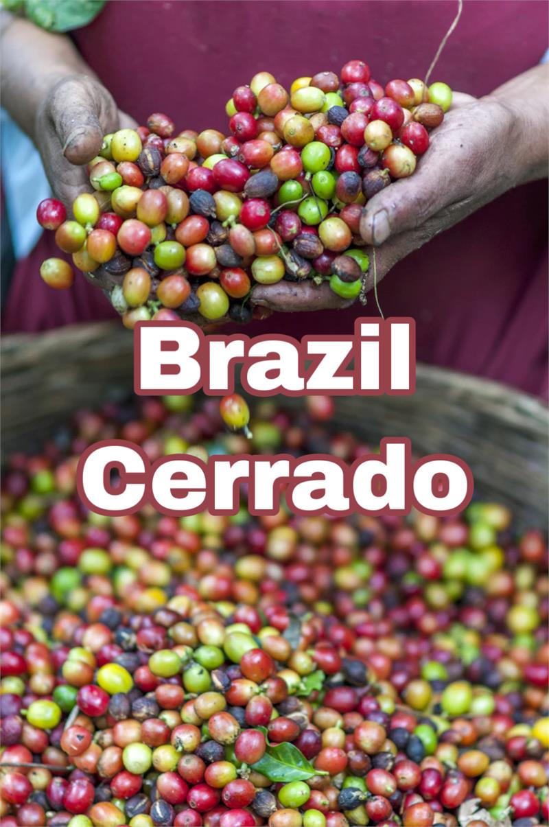 Brazil Cerrado Single Origin Gourmet Coffee Talk N' Coffee